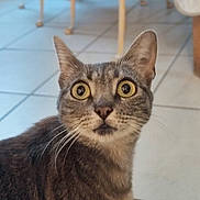 Sky a rejoint le concours — aidez-le/la à gagner de superbes lots ! cat, tabby, pet, animal, indoor, curious, eyes, whiskers, face, fur, mammal, domestic, closeup, portrait, floor, tile, chair, furniture, ears, looking