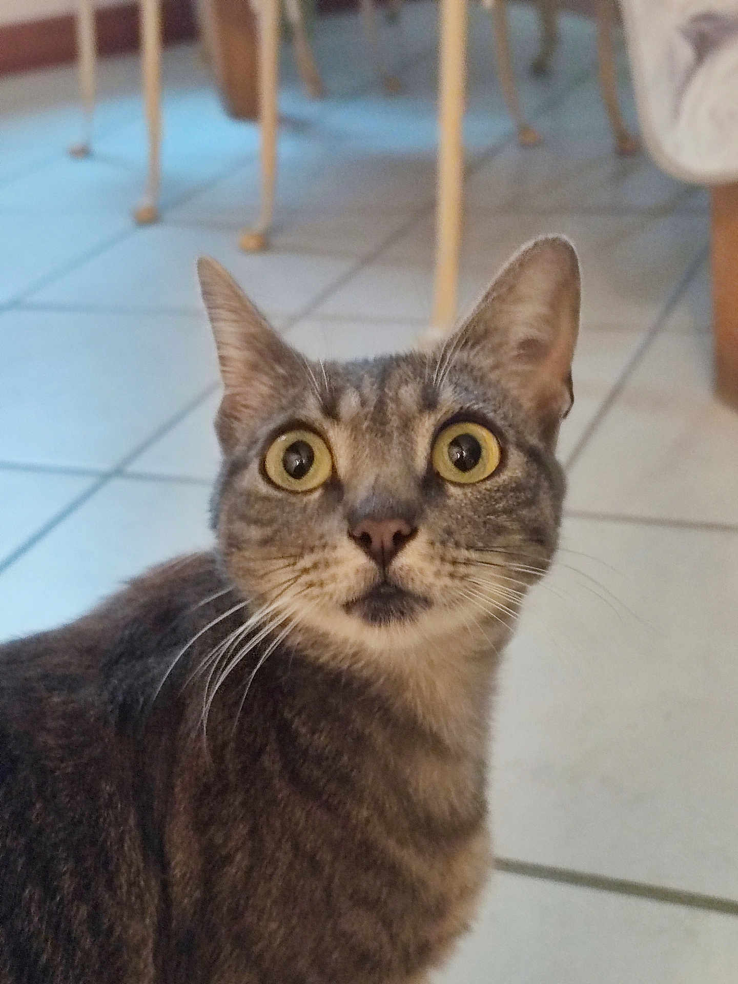 Sky a rejoint le concours — aidez-le/la à gagner de superbes lots ! cat, tabby, pet, animal, indoor, curious, eyes, whiskers, face, fur, mammal, domestic, closeup, portrait, floor, tile, chair, furniture, ears, looking
