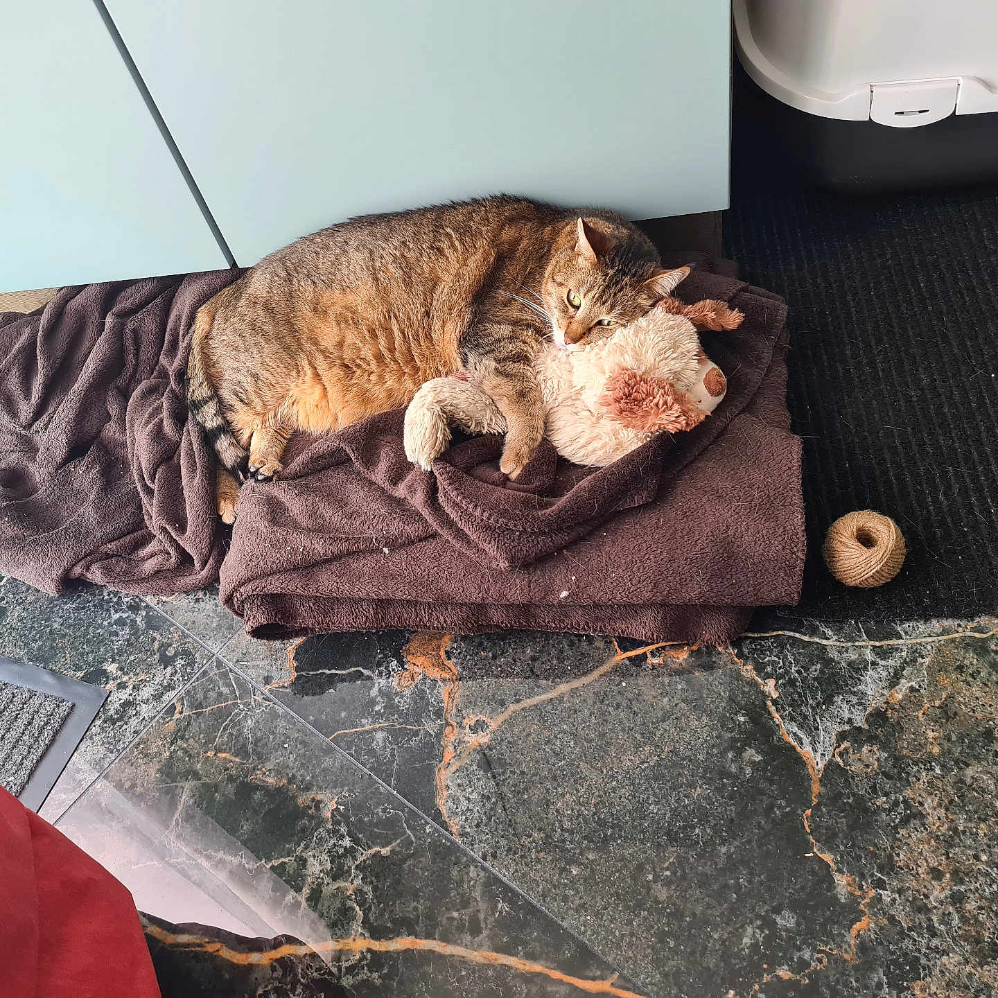Léo participe au concours pour gagner de l'argent avec cette photo : animal, blanket, brown, cabinet, cat, cozy, domestic, feline, floor, fur, indoor, kitchen, marble_floor, pet, relaxing, resting, stuffed_animal, tabby, toy, twine