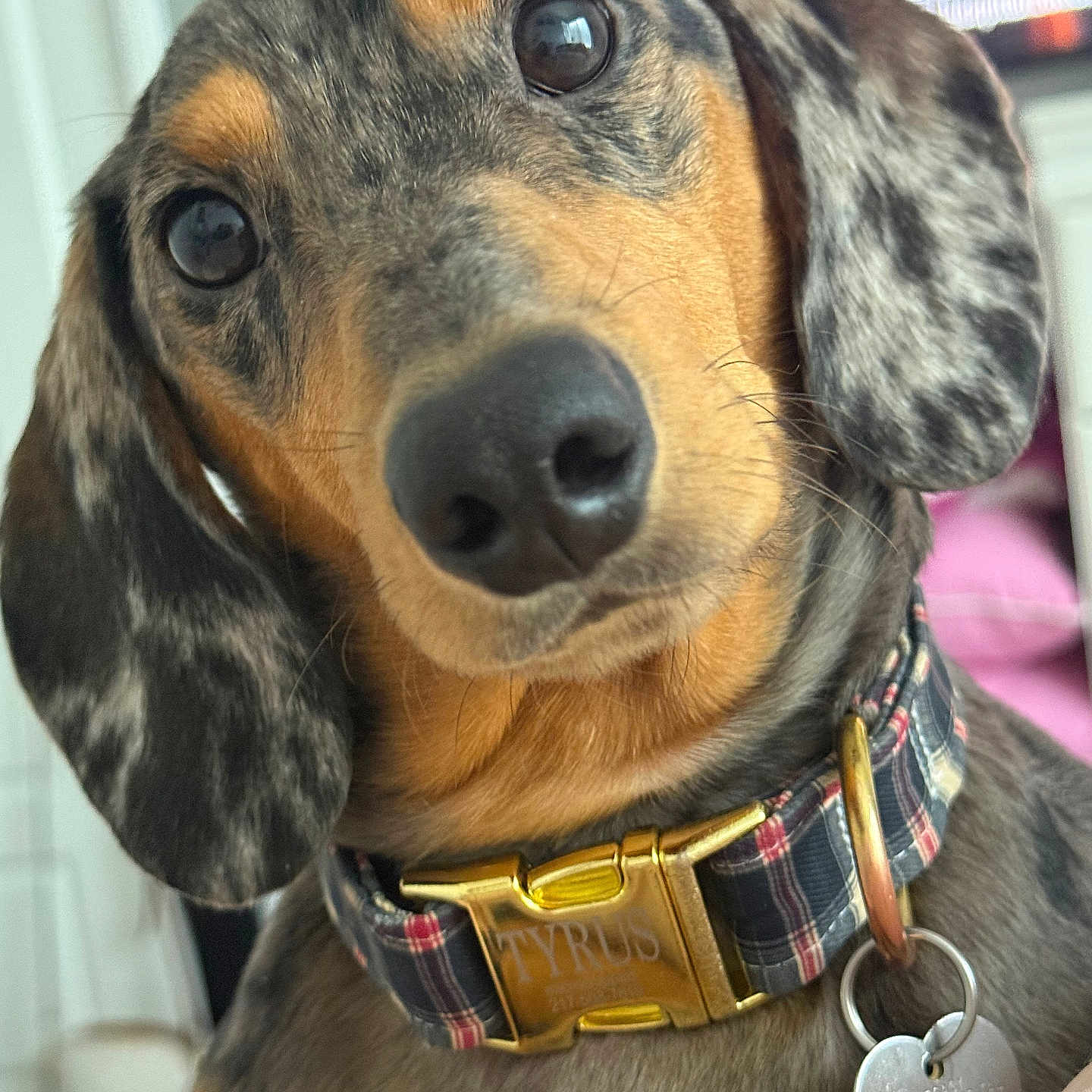 Tyrus is registered to the contest to win money with this photo: dog, dachshund, pet, close_up, collar, curious, brown, black, ears, face, nose, indoor, portrait, animal, canine, fur, whiskers, looking, cute, domestic