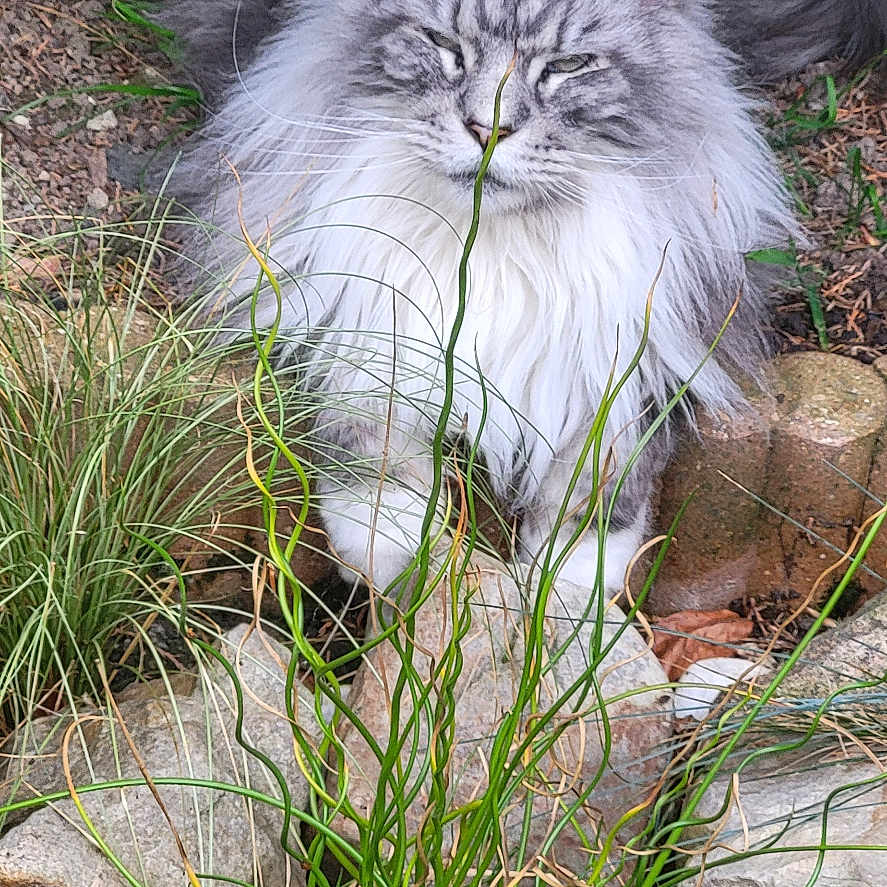 Rio participe au concours pour gagner de l'argent avec cette photo : angora, animal, cat, flower, grass, herbal, herbs, jar, kitten, moss, pet, plant, planter, pottedplant, pottery, soil, tree, vase, vegetation, wood
