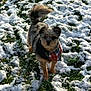 dog, small_dog, bandana, plaid, snow, grass, outdoor, pet, fur, tail, alert, daylight, cute, animal, winter, nature, standing, looking, friendly, playful