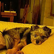 Volky participe au concours pour gagner de l'argent avec cette photo : dog, small_dog, lying_down, pillow, indoors, cozy, fur, pet, looking, resting, brown, black, cute, animal, relaxed, home, furniture, carpet, face, ears