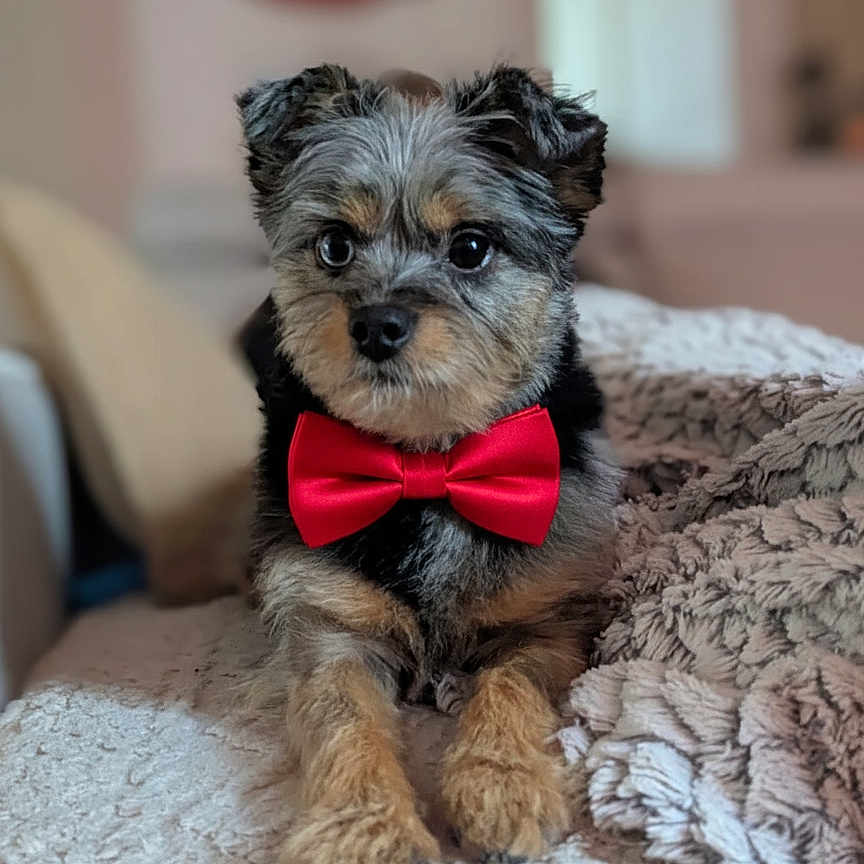Volky participe au concours pour gagner de l'argent avec cette photo : adorable, animal, blanket, bow_tie, companion, cozy, cute, dog, domestic_animal, ears, face, fluffy, fur, indoor, lying_down, paws, pet, puppy, small_dog, young