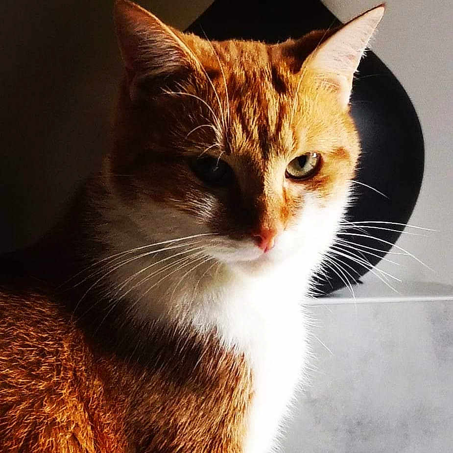 Lilou participe au concours pour gagner de l'argent avec cette photo : abyssinian, angora, animal, cat, citrusfruit, food, fruit, hardwood, kitten, manx, orange, pet, plant, produce, stainedwood, wood