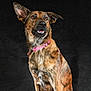 Lexy participe au concours pour gagner de l'argent avec cette photo : alert, animal, black_background, brindle_coat, canine, collar, dog, domestic_animal, ears, expression, fur, indoor, looking_away, mammal, mouth_open, pet, pink_collar, portrait, sitting, studio