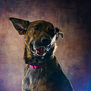 Lexy a rejoint le concours — aidez-le/la à gagner de superbes lots ! animal, background, brown_fur, canine, closeup, colorful_background, dog, ears, face, happy, indoor, looking_away, muzzle, pet, pink_collar, portrait, smiling, studio_lighting, teeth, tongue