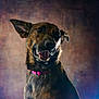 animal, background, brown_fur, canine, closeup, colorful_background, dog, ears, face, happy, indoor, looking_away, muzzle, pet, pink_collar, portrait, smiling, studio_lighting, teeth, tongue