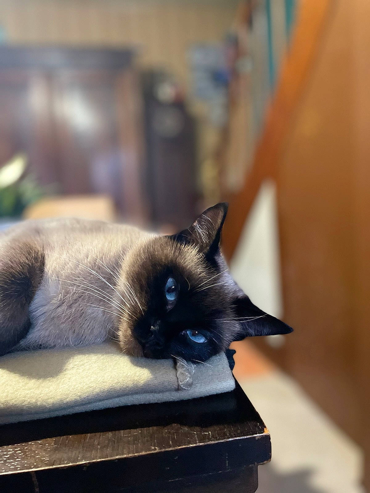 Ouillettte a rejoint le concours — aidez-le/la à gagner de superbes lots ! balinese, carnivore, cat, domestic_short_haired_cat, felidae, flooring, fur, siamese, small_to_medium_sized_cats, snout, tail, thai, whiskers