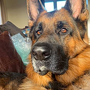 Jasper joined the competition — help win amazing prizes! dog, german_shepherd, pet, canine, animal, fur, ears, nose, indoor, couch, living_room, portrait, closeup, brown, black, eyes, relaxed, domestic, mammal, companion