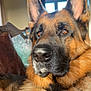 dog, german_shepherd, pet, canine, animal, fur, ears, nose, indoor, couch, living_room, portrait, closeup, brown, black, eyes, relaxed, domestic, mammal, companion