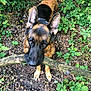 Jasper is registered to the contest to win money with this photo: dog, german_shepherd, stick, forest, leaves, greenery, outdoor, animal, pet, nature, playful, canine, fur, ears, brown, black, ground, eyes, muzzle, paws