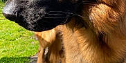 Jasper is registered to the contest to win money with this photo: dog, german_shepherd, outdoor, grass, fence, sunlight, animal, pet, canine, close_up, profile, muzzle, ears, fur, paw, nature, daylight, watchful, brown, black