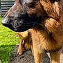 dog, german_shepherd, outdoor, grass, fence, sunlight, animal, pet, canine, close_up, profile, muzzle, ears, fur, paw, nature, daylight, watchful, brown, black