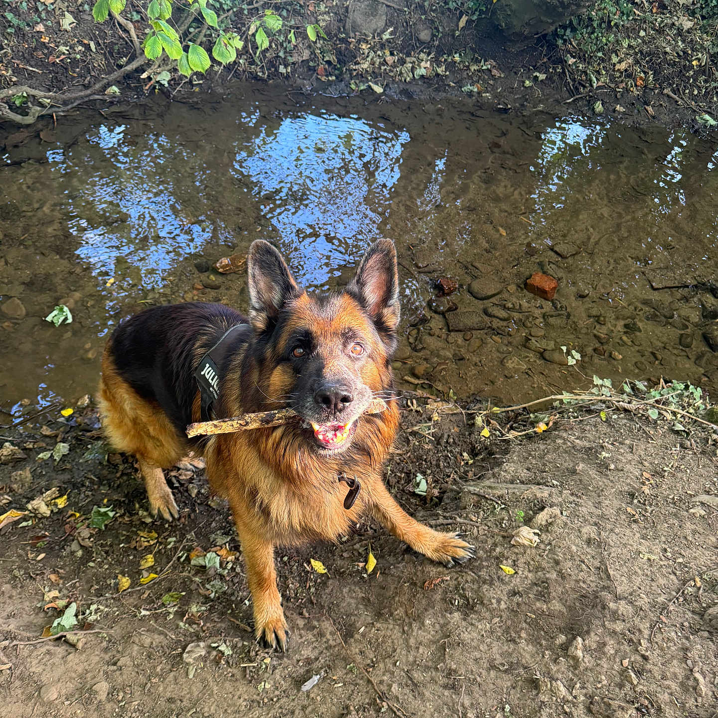 Jasper is registered to the contest to win money with this photo: animal, canine, creek, dirt, dog, ears, forest, fur, german_shepherd, happy, leaf, muzzle, nature, outdoor, pet, playful, stick, sunlight, tree, water