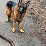Jasper is registered to the contest to win money with this photo: german_shepherd, dog, canine, animal, pet, brown_fur, black_fur, outdoor, path, stick, leaves, forest_floor, walking, fur, ears, alert, nature, winter, snow, friendly