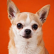 Nina participe au concours pour gagner de l'argent avec cette photo : adorable, alert, animal, canine, chihuahua, close_up, cute, dog, domestic_animal, ears, face, fur, looking_at_camera, mammal, orange_background, pet, portrait, small_dog, studio_shot, whiskers