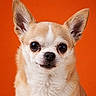 adorable, alert, animal, canine, chihuahua, close_up, cute, dog, domestic_animal, ears, face, fur, looking_at_camera, mammal, orange_background, pet, portrait, small_dog, studio_shot, whiskers