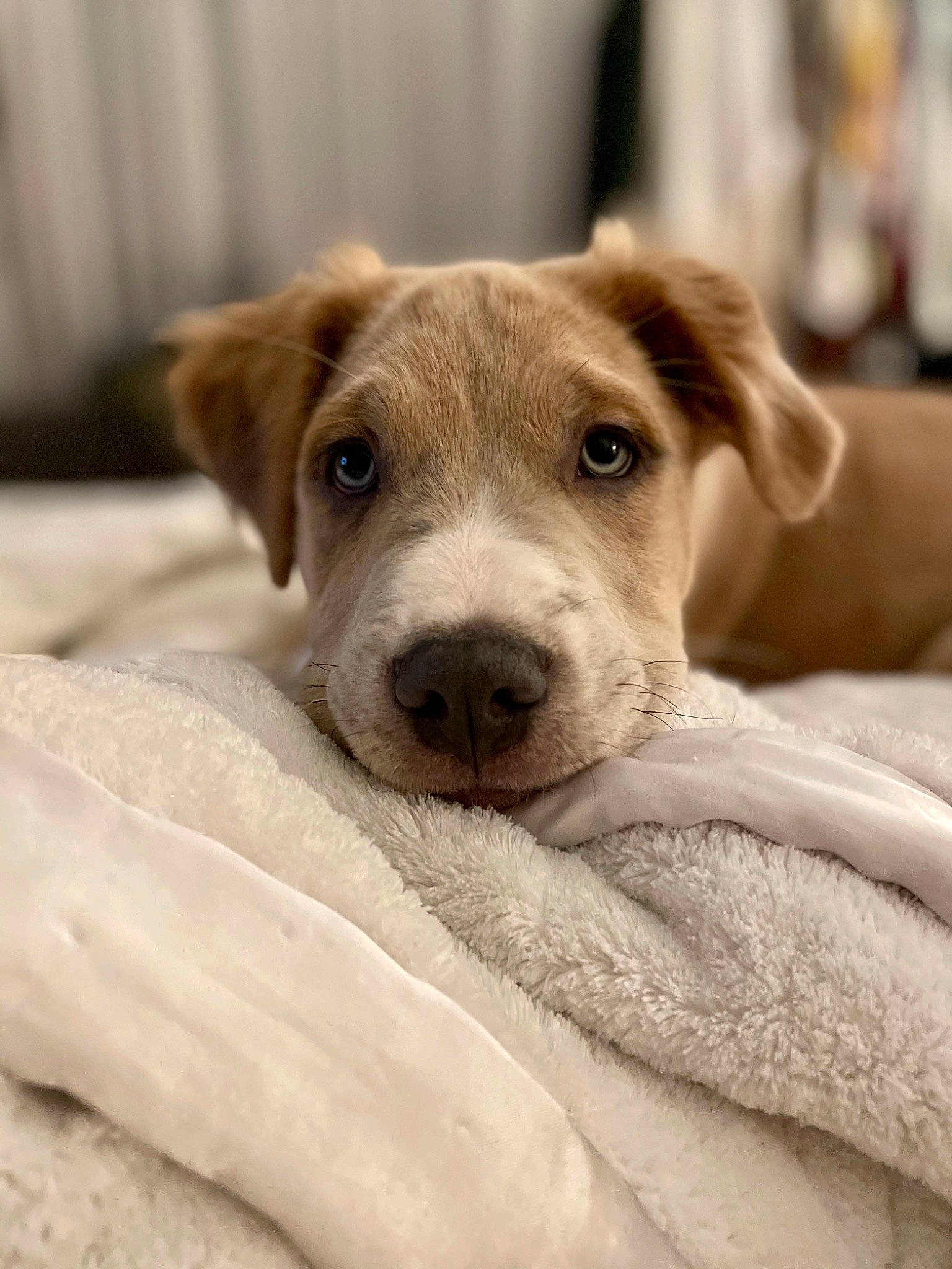 Bill is registered to the contest to win money with this photo: canidae, carnivore, close_up, collar, companion_dog, dog, dog_breed, ear, fawn, fur, non_sporting_group, paw, sporting_group, street_dog, terrestrial_animal, whiskers, wood, working_animal