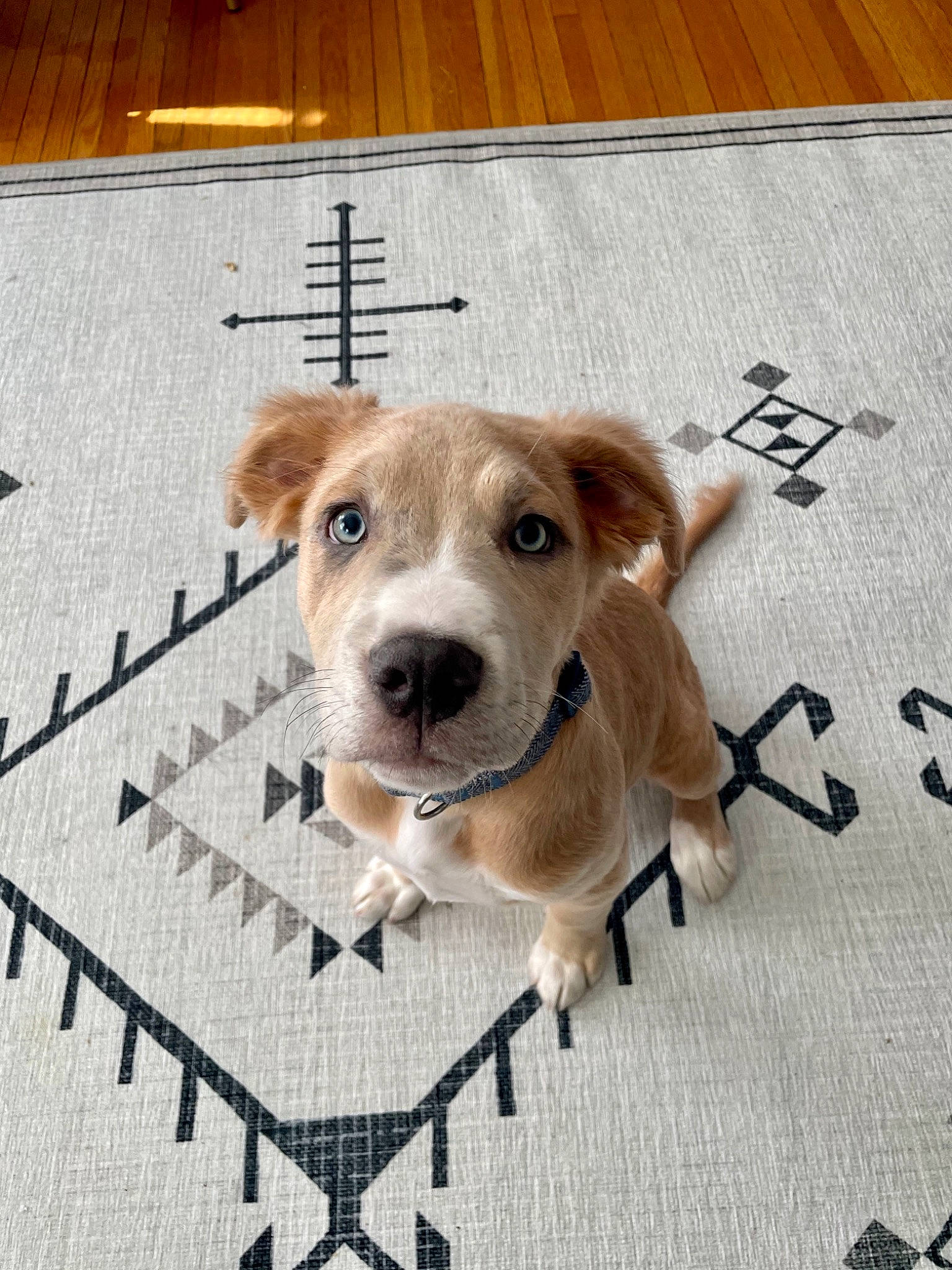 Bill is registered to the contest to win money with this photo: carnivore, collar, companion_dog, dog, dog_breed, dog_supply, fawn, floor, flooring, font, fur, hardwood, leash, pet_supply, photo_caption, rectangle, snout, sporting_group, wood, working_animal