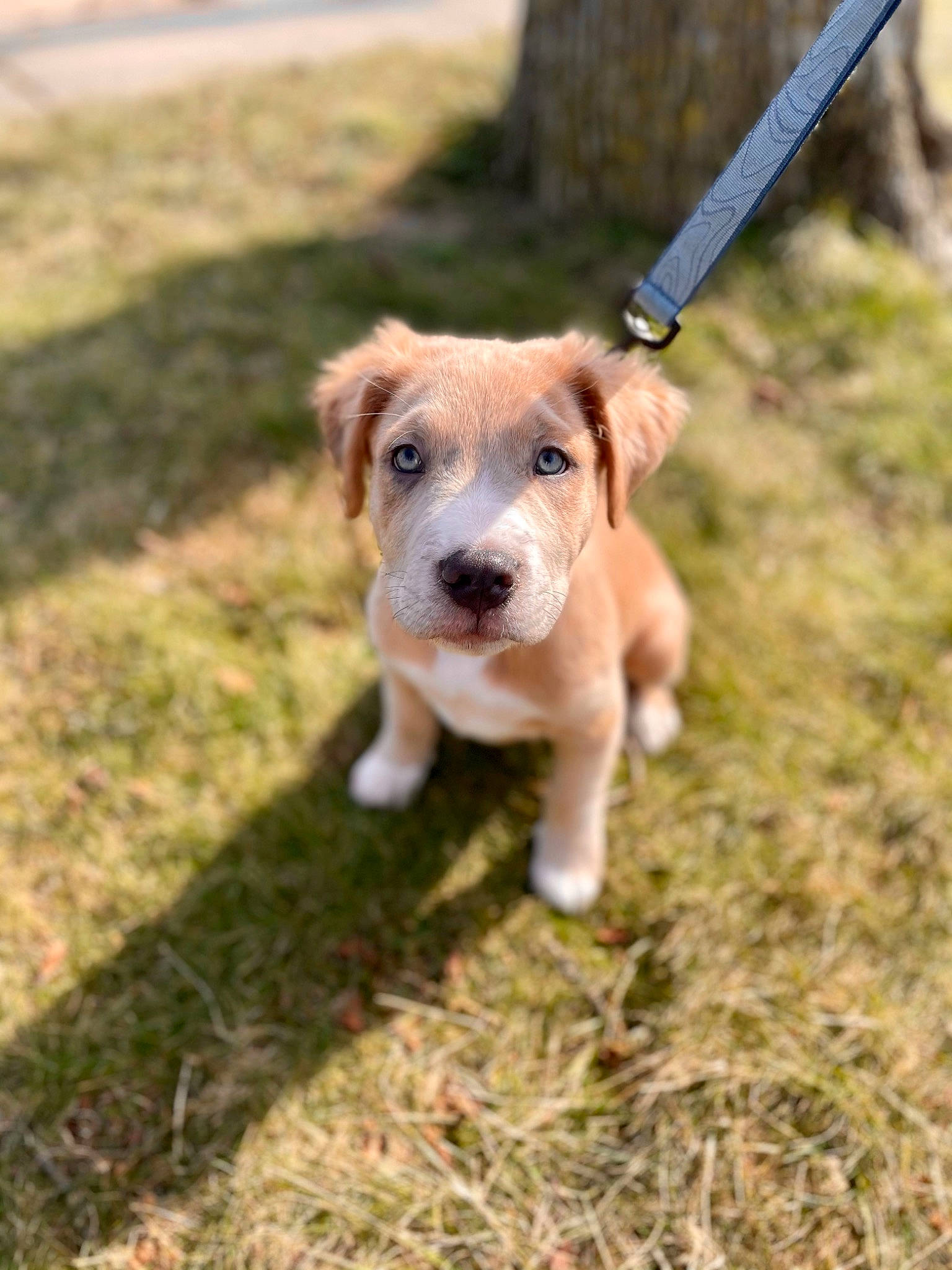 Bill is registered to the contest to win money with this photo: canidae, carnivore, collar, companion_dog, dog, dog_breed, dog_collar, dog_walking, fashion_accessory, fawn, grass, leash, pet_supply, plant, soil, sporting_group, tail, terrier, whiskers, working_animal