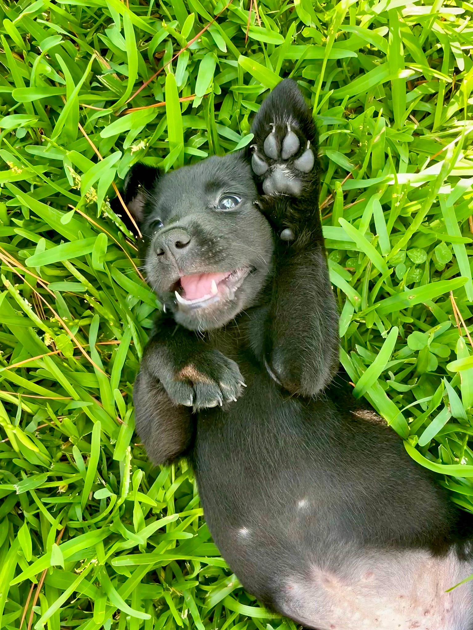 Zazu joined the competition — help win amazing prizes! canidae, carnivore, companion_dog, dog, dog_breed, fawn, fur, grass, grass_family, groundcover, jaw, plant, sculpture, snout, sporting_group, terrestrial_animal, terrestrial_plant, whiskers, wildlife, working_animal