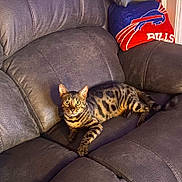 Evie is registered to the contest to win money with this photo: animal, bengal_cat, blanket, buffalo_bills, cat, couch, cozy, eyes, furniture, home, indoor, living_room, looking_at_camera, pet, recliner, relaxed, sports_team, spotted, striped, whiskers