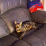 animal, bengal_cat, blanket, buffalo_bills, cat, couch, cozy, eyes, furniture, home, indoor, living_room, looking_at_camera, pet, recliner, relaxed, sports_team, spotted, striped, whiskers