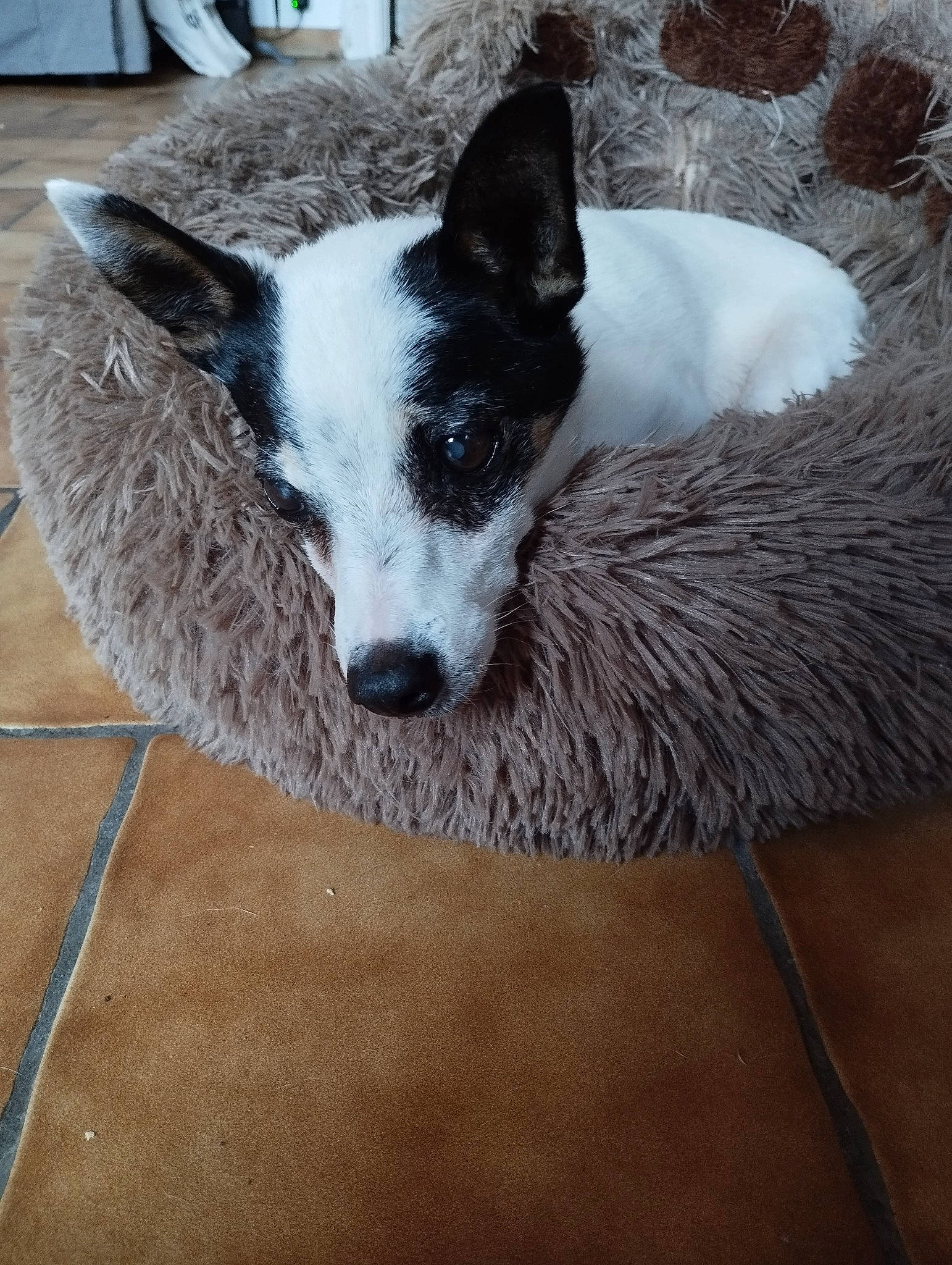 Zora a rejoint le concours — aidez-le/la à gagner de superbes lots ! canidae, carnivore, collar, comfort, companion_dog, dog, dog_breed, fawn, fur, non_sporting_group, snout, sporting_group, tail, terrestrial_animal, terrier, whiskers, working_animal, working_dog