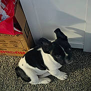 Chubs is registered to the contest to win money with this photo: animal, black_and_white, box, carpet, companion, curious, cute, dog, domestic, floor, floppy_ears, indoor, packaging, pet, puppy, shadow, sitting, small_dog, wall, young_dog