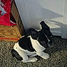 animal, black_and_white, box, carpet, companion, curious, cute, dog, domestic, floor, floppy_ears, indoor, packaging, pet, puppy, shadow, sitting, small_dog, wall, young_dog