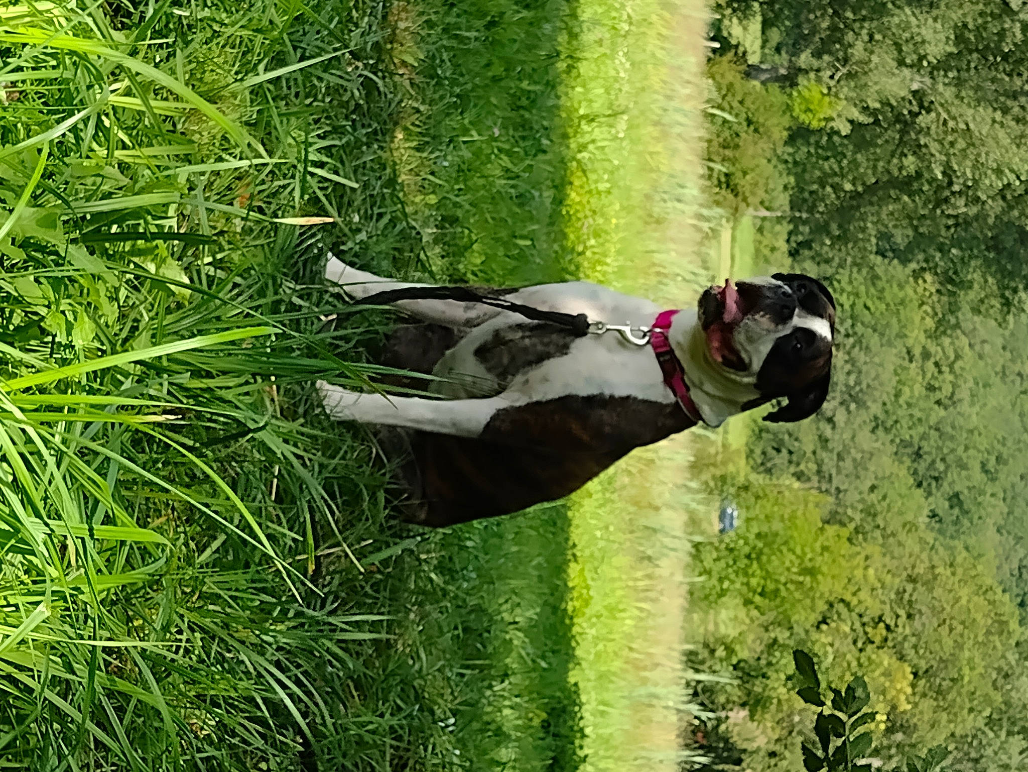 Oxane participe au concours pour gagner de l'argent avec cette photo : canidae, carnivore, collar, companion_dog, dog, dog_breed, dog_collar, dog_supply, grass, lawn, people_in_nature, pet_supply, plant, recreation, shrub, sporting_group, tail, terrestrial_plant, tree, working_animal