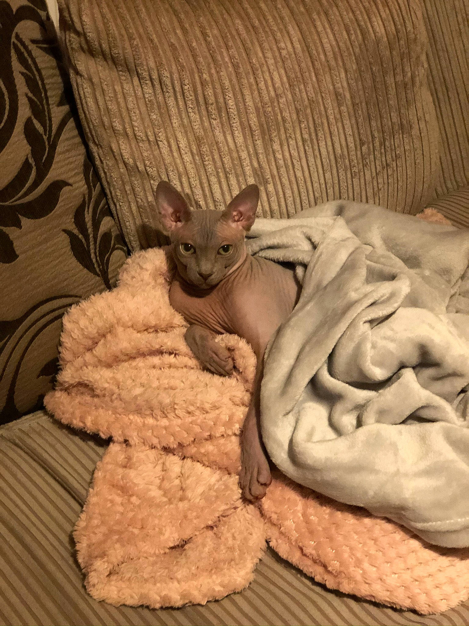 Aiko is registered to the contest to win money with this photo: bed, bedding, carnivore, comfort, companion_dog, dog, dog_breed, fawn, felidae, fur, linens, paw, room, small_to_medium_sized_cats, tail, terrestrial_animal, toy, toy_dog, whiskers, wood