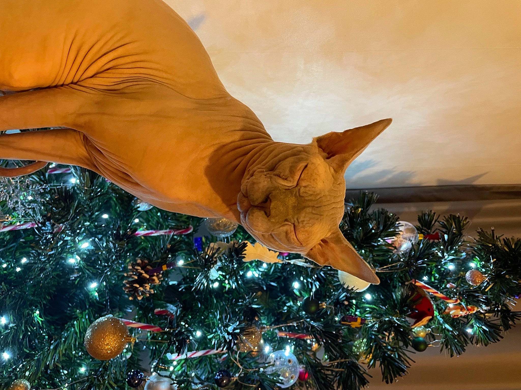 Aiko joined the competition — help win amazing prizes! art, astronomical_object, christmas, christmas_decoration, christmas_eve, christmas_lights, christmas_ornament, christmas_tree, conifer, event, evergreen, gesture, holiday, holiday_ornament, interior_design, ornament, sky, tradition, tree, wood