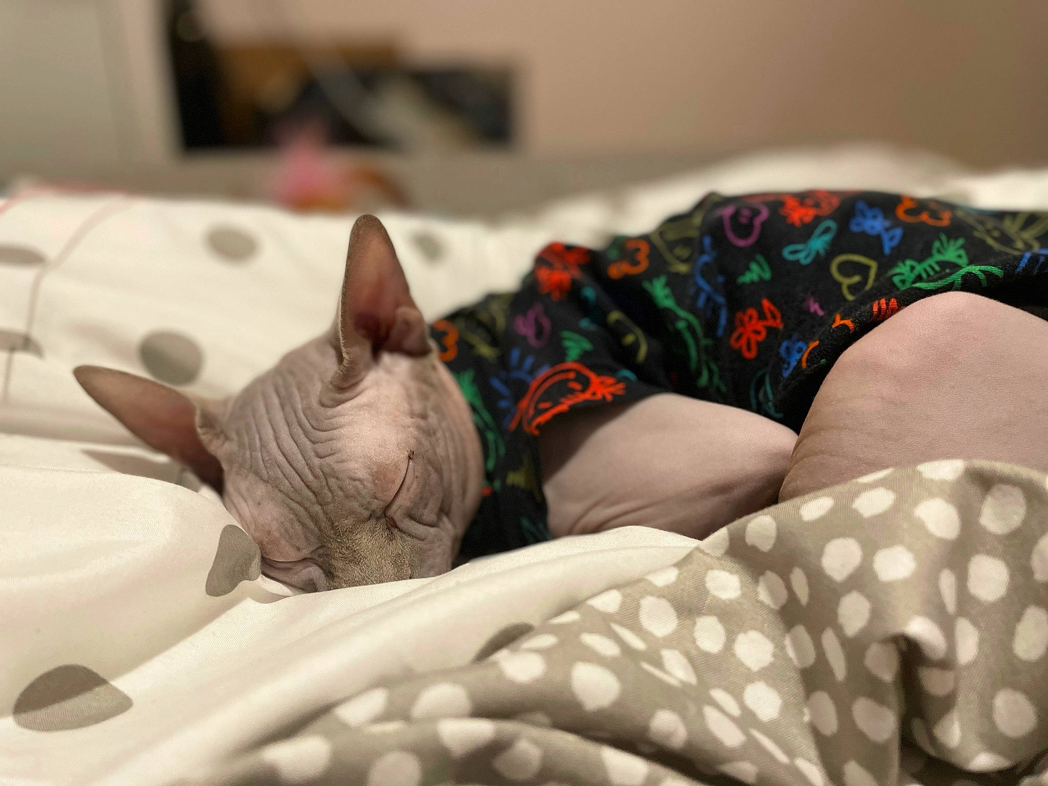 Aiko is registered to the contest to win money with this photo: bed_sheet, bedding, carmine, carnivore, cat, close_up, comfort, cone, fawn, felidae, grey, human_leg, linens, pattern, small_to_medium_sized_cats, snout, tattoo, textile, thigh, whiskers