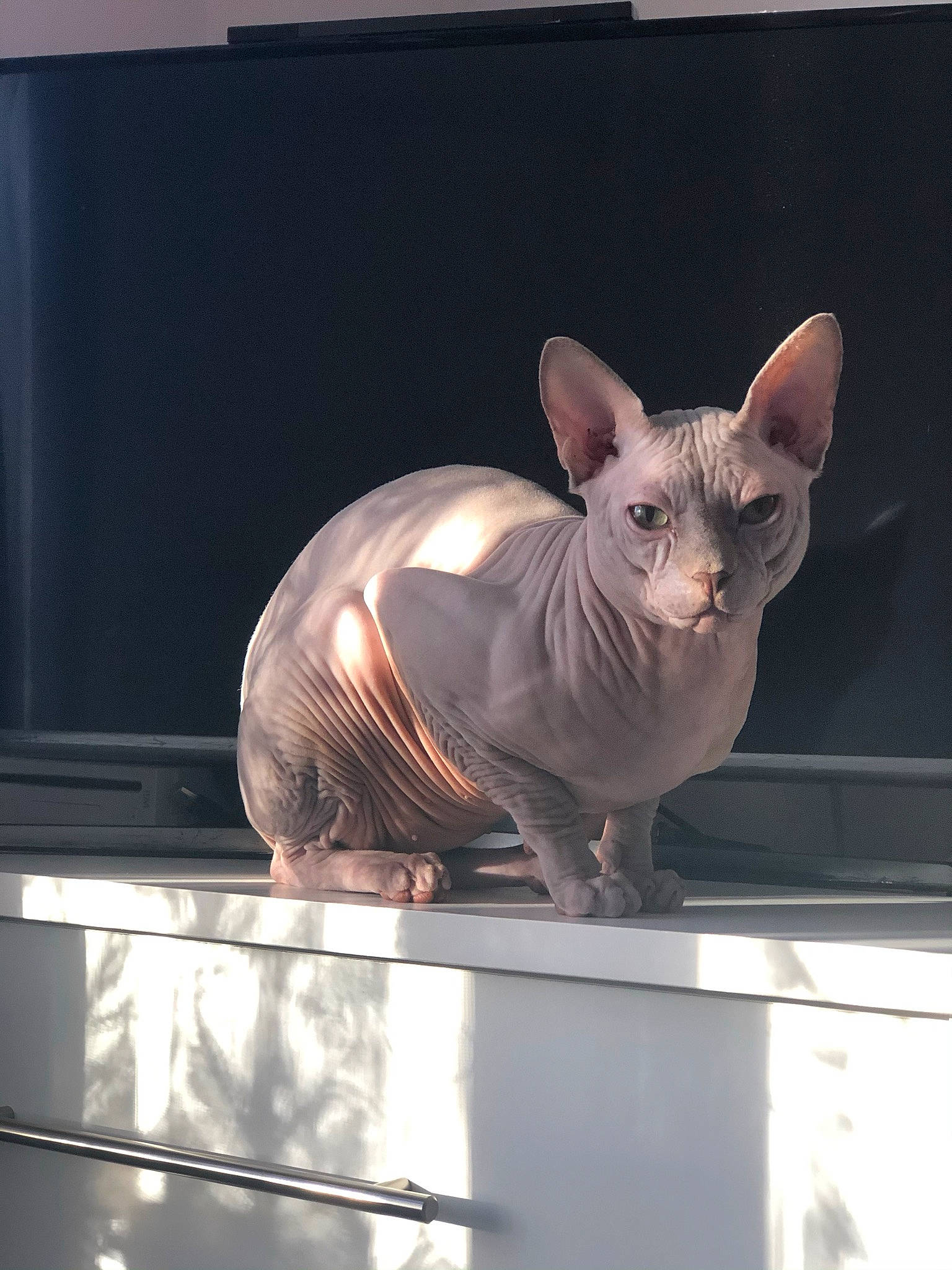 Aiko joined the competition — help win amazing prizes! art, carnivore, cat, donskoy, fawn, felidae, metal, peterbald, rex_cat, small_to_medium_sized_cats, snout, sphynx, tail, terrestrial_animal, toy, ukrainian_levkoy, whiskers, window