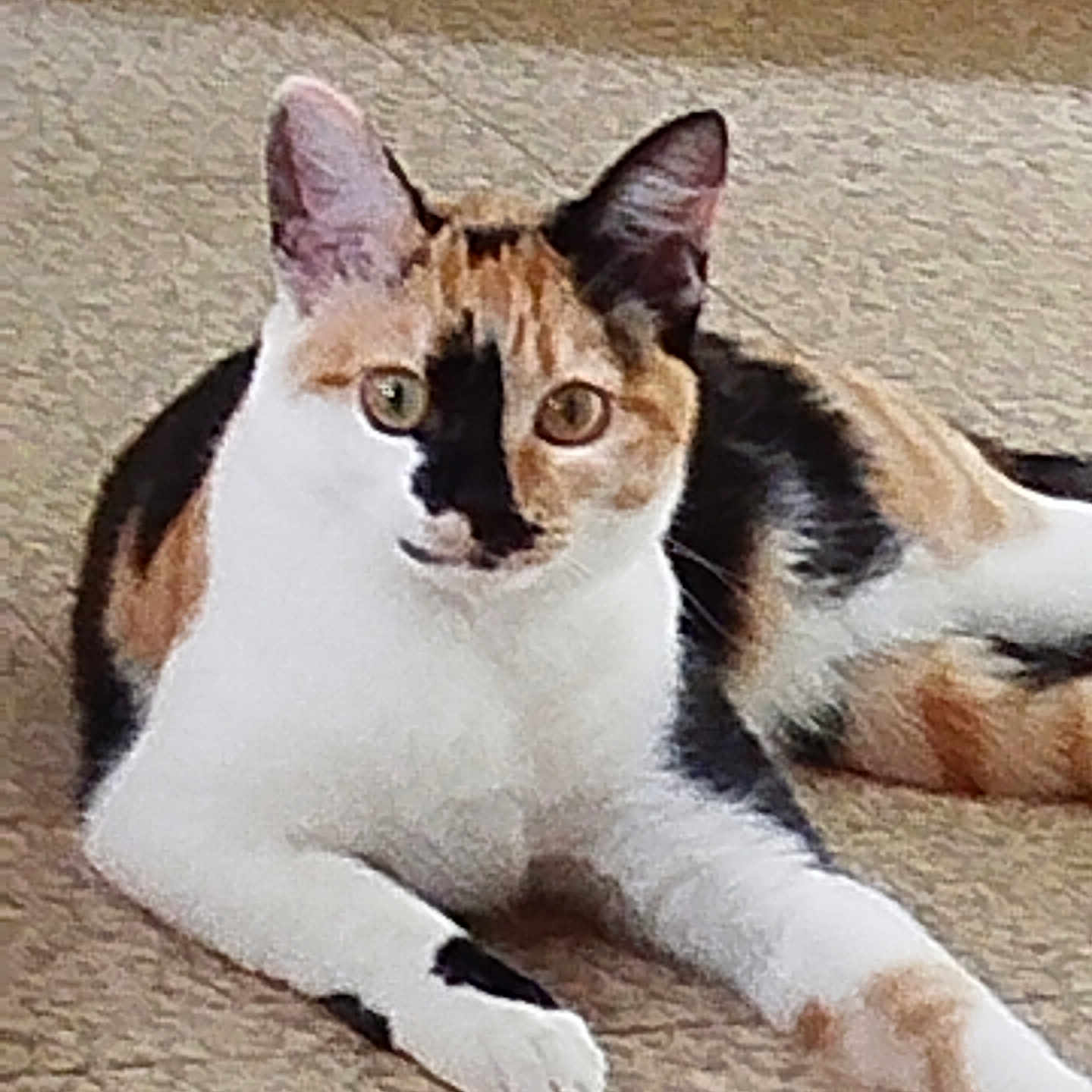 Chantal Gazancon a rejoint le concours — aidez-le/la à gagner de superbes lots ! animal, attention, calico, cat, cute, domestic_cat, ears, eyes, feline, floor, fur_pattern, indoor, laying_down, mammal, paw, pet, relaxed, resting, tail, whiskers