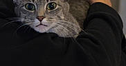 Chobi joined the competition — help win amazing prizes! cat, tabby_cat, pet, animal, indoor, person, arms, whiskers, furry, gray_cat, looking, cozy, closeup, domestic_animal, comfort, resting, cute, soft_lighting, human, companion