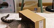 Chobi joined the competition — help win amazing prizes! animal, cardboard_box, cat, cozy, curious, ears, floor, fur, furniture, home, indoor, looking, pet, plant, rug, sewing_machine, tabby_cat, table, tail, whiskers