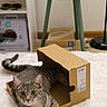 cat, tabby_cat, cardboard_box, indoor, pet, animal, fur, whiskers, ears, tail, floor, rug, plant, table, furniture, sewing_machine, home, curious, looking, cozy