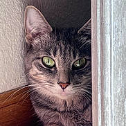 Chobi joined the competition — help win amazing prizes! cat, tabby, green_eyes, whiskers, door_frame, wood_trim, carpet, indoor, pet, animal, feline, curious, close_up, quiet, resting, texture, shadow, soft_light, cozy, corner