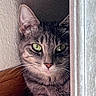cat, tabby, green_eyes, whiskers, door_frame, wood_trim, carpet, indoor, pet, animal, feline, curious, close_up, quiet, resting, texture, shadow, soft_light, cozy, corner