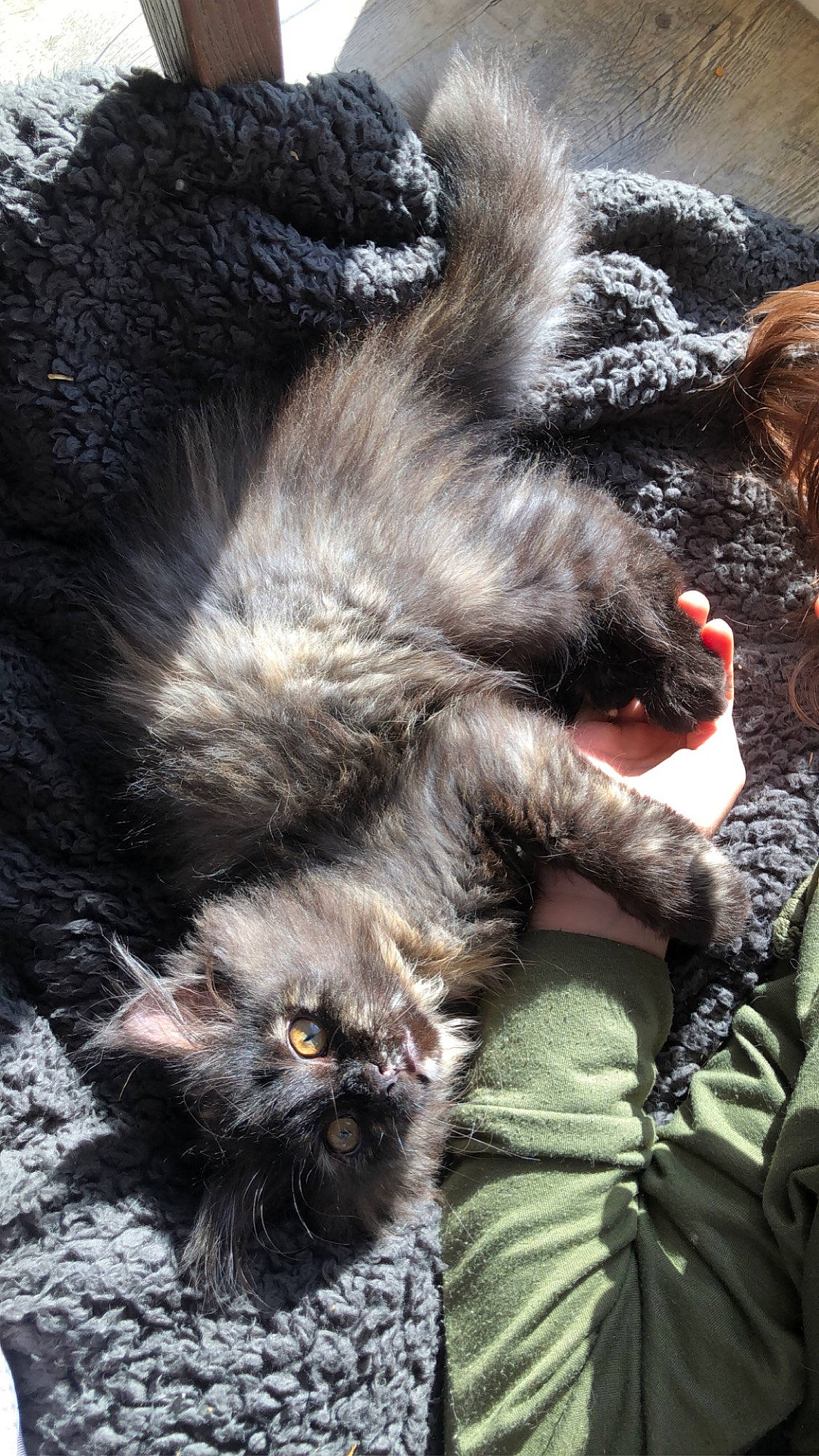 Craquotte a rejoint le concours — aidez-le/la à gagner de superbes lots ! canidae, carnivore, cat, claw, comfort, dog_breed, domestic_short_haired_cat, felidae, foot, fur, human_leg, mammal, nap, paw, sitting, small_to_medium_sized_cats, sporting_group, tail, terrestrial_animal, whiskers