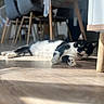 cat, black_and_white, indoor, floor, sunlight, wooden_floor, relaxing, feline, pets, animal, dining_chairs, table, blurred_background, curious, green_eyes, domestic_cat, resting, shadow, home_interior, cozy