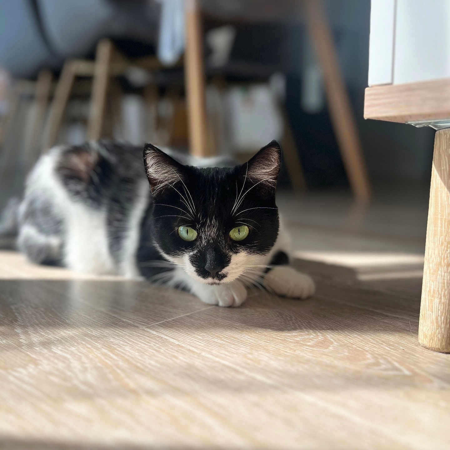 Thyllia participe au concours pour gagner de l'argent avec cette photo : cat, black_and_white, green_eyes, floor, wooden_floor, indoor, furniture, chair, pet, animal, cute, lying_down, focused, whiskers, ears, fur, domestic, home, daylight, shadow