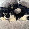 Thyllia a rejoint le concours — aidez-le/la à gagner de superbes lots ! cat, black_and_white, green_eyes, pet_bed, gray, cozy, indoor, animal, feline, relaxed, toy, felt_ball, whiskers, paw, fur, resting, close_up, cute, domestic_animal, sleepy