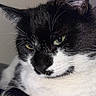 Thyllia participe au concours pour gagner de l'argent avec cette photo : cat, black_and_white, close_up, green_eyes, feline, pet, whiskers, fur, animal, portrait, indoor, cute, face, mammal, domestic_animal, relaxed, looking_away, soft_texture, black_fur, white_fur