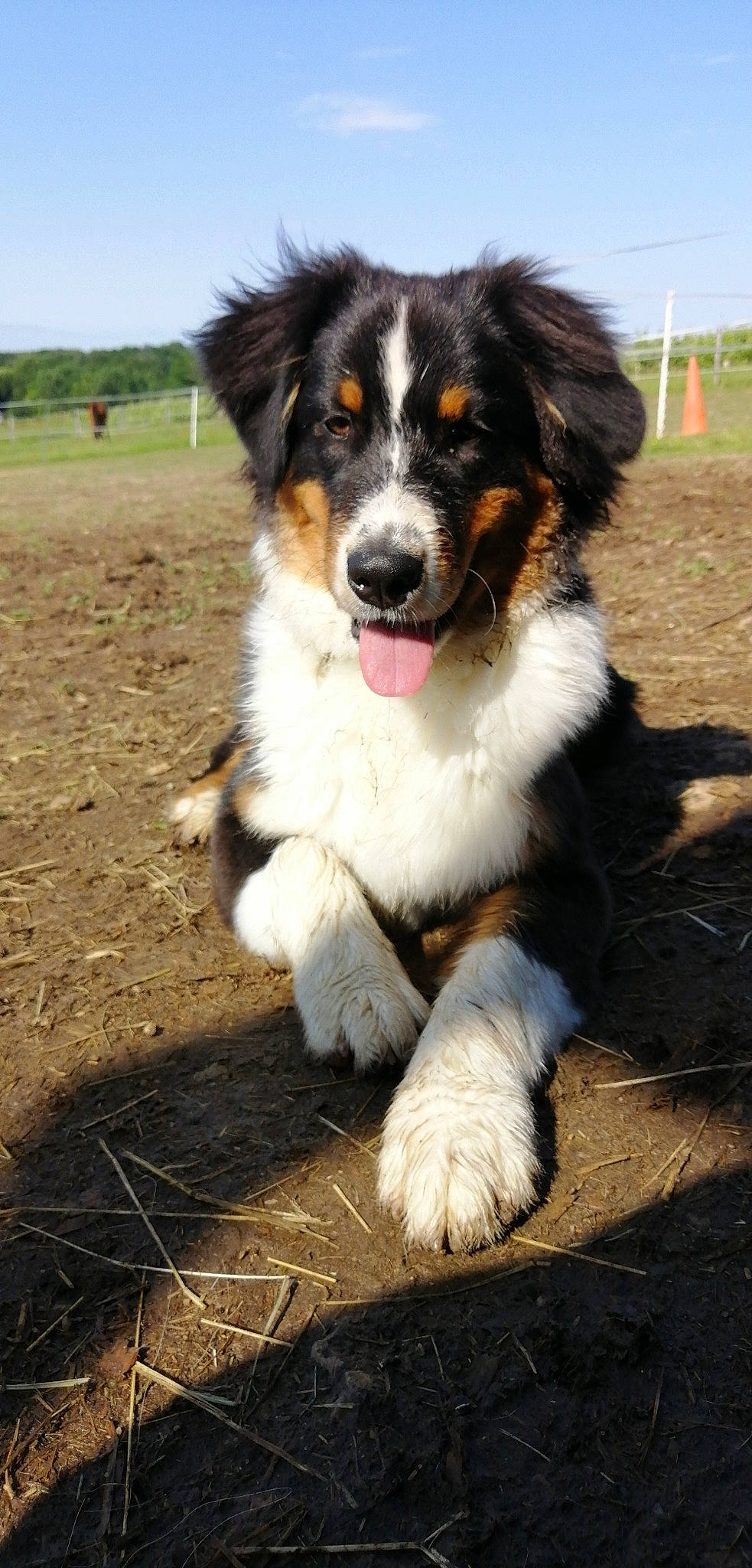 Ouper a rejoint le concours — aidez-le/la à gagner de superbes lots ! australian_collie, australian_shepherd, basque_shepherd_dog, bernese_mountain_dog, canidae, carnivore, companion_dog, dog, dog_breed, english_shepherd, herding_dog, mammal, miniature_australian_shepherd, rare_breed_dog, snout, sporting_group, tornjak, vertebrate, welsh_sheepdog