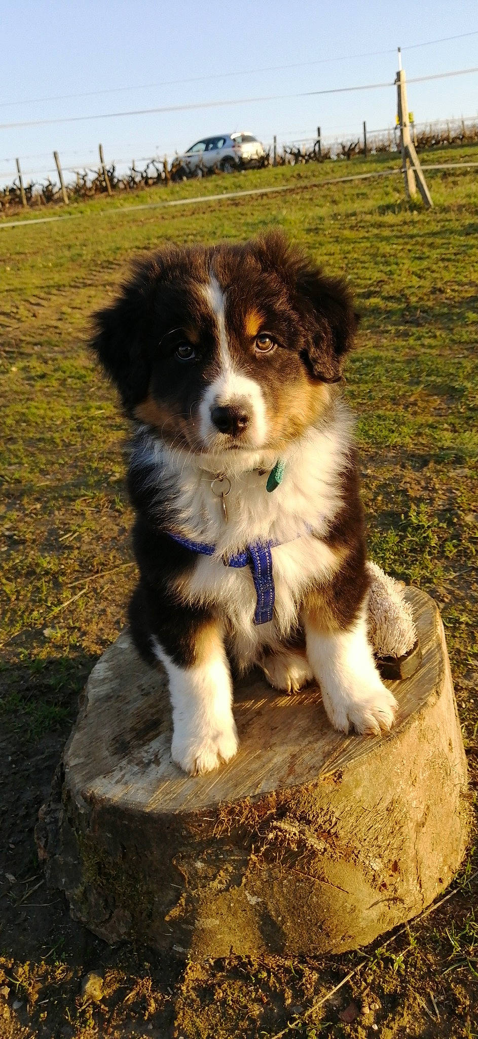 Ouper a rejoint le concours — aidez-le/la à gagner de superbes lots ! australian_collie, australian_shepherd, bernese_mountain_dog, canidae, carnivore, companion_dog, dog, dog_breed, english_shepherd, herding_dog, mammal, miniature_australian_shepherd, puppy, rare_breed_dog, sporting_group, vertebrate, welsh_sheepdog