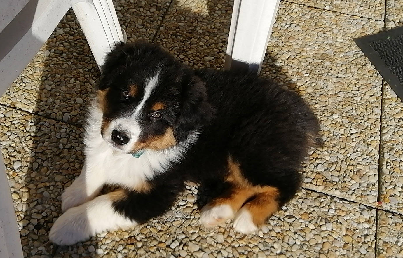 Ouper a rejoint le concours — aidez-le/la à gagner de superbes lots ! australian_collie, australian_shepherd, bernese_mountain_dog, canidae, carnivore, companion_dog, dog, dog_breed, english_shepherd, mammal, miniature_australian_shepherd, puppy, rare_breed_dog, sporting_group, vertebrate, working_dog